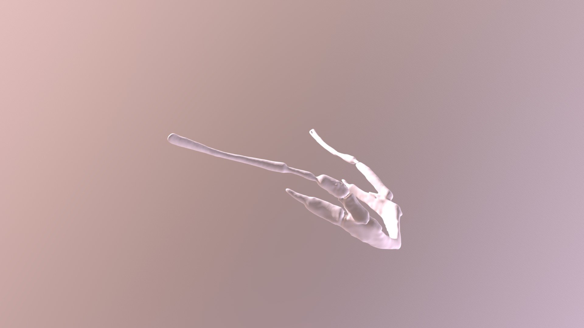 Aye-Aye Hyoid