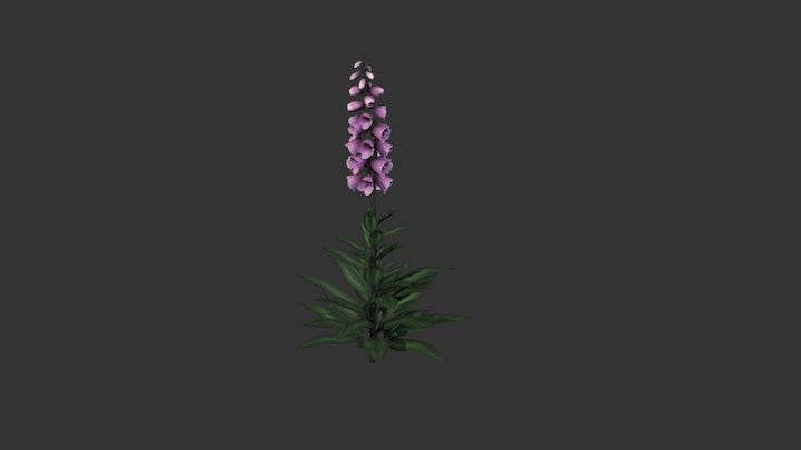 Foxglove 3D Model