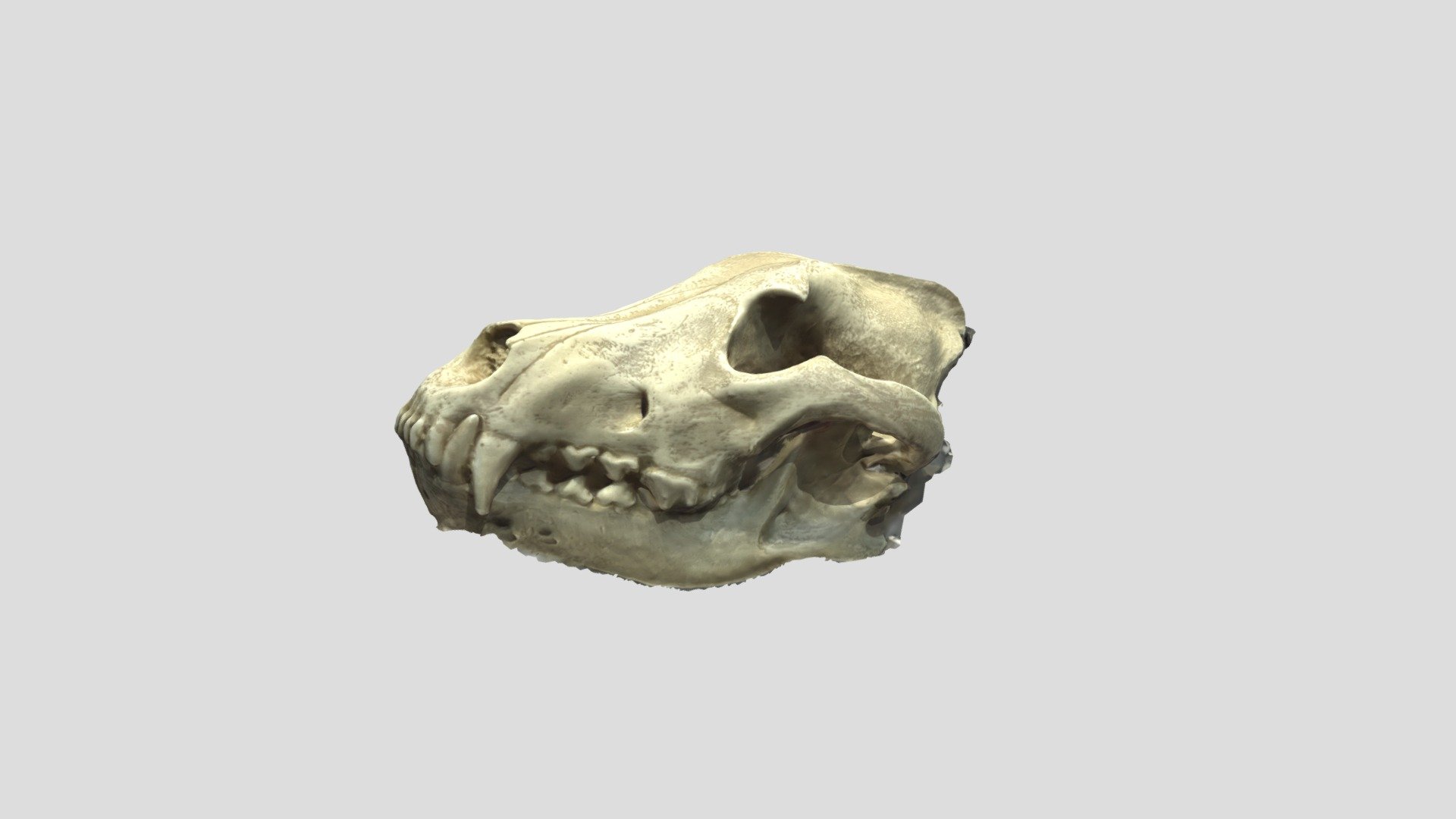 Wolf Skull - Download Free 3D model by Taehyung (@mrkim2686) [af7b823 ...