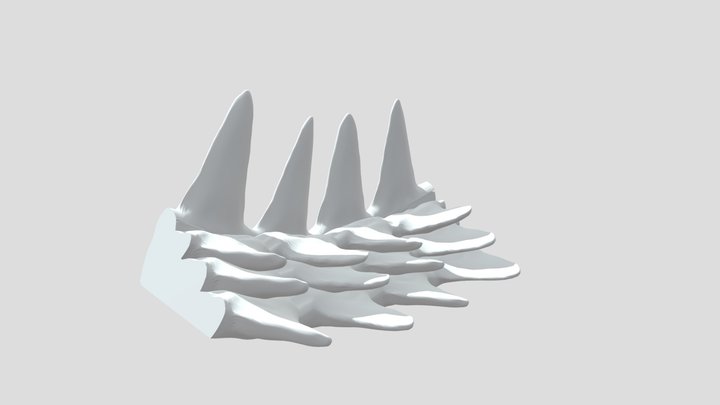 Shark Teeths and Regrowths (Principle Section) 3D Model