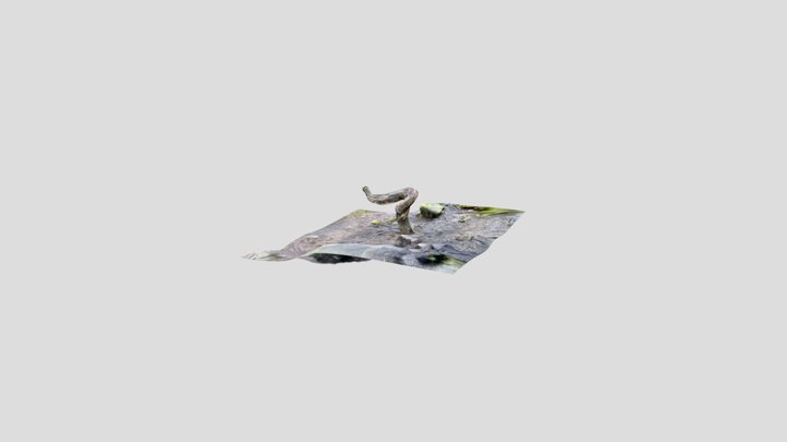 Coin tree at Burbage Brook. Hope Valley UK. 3D Model