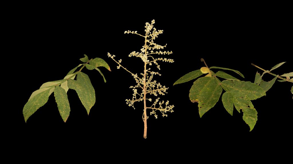 CC0 ヌルデ Chinese Sumac, Rhus javanica