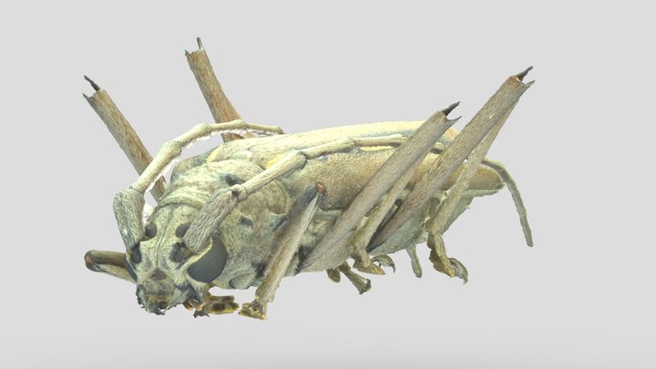 Longhorn beetle (Eburia sp.) - Napo, Ecuador 3D Model
