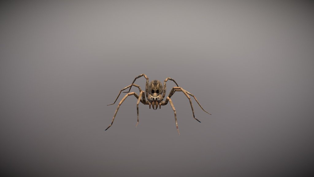 Animated Spider