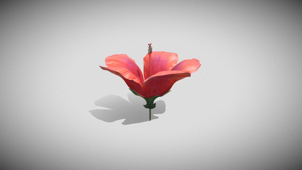 Hibiscus Flower
