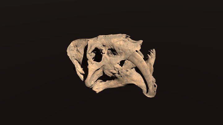 Barbourofelis Skull and Mandible 3D Model