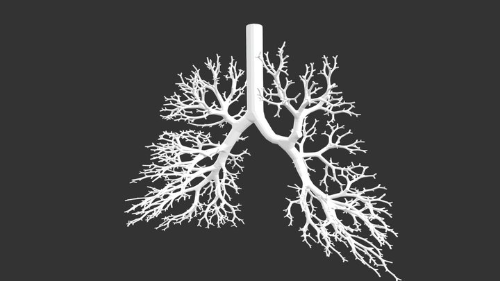 Human lung geometry 3D Model