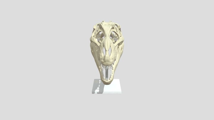 Dinosaur Skull Fossil 3D Model