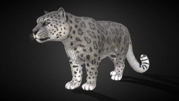 Snow leopard 3D Model