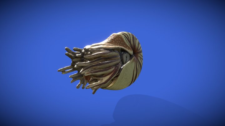 Nautilina 3D Model