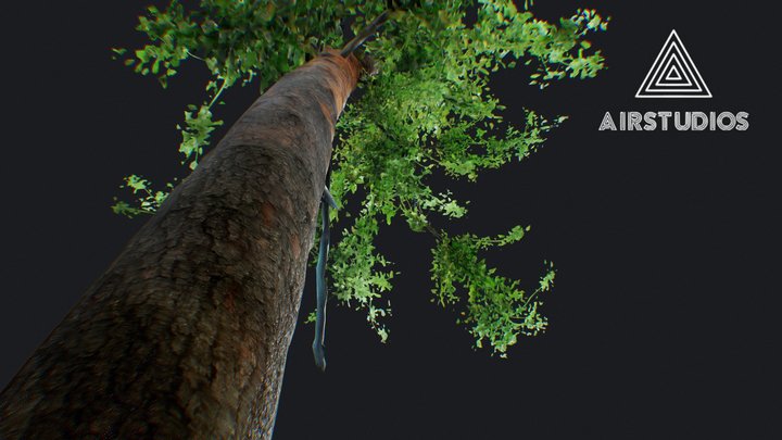 Tall Tree 3D Model