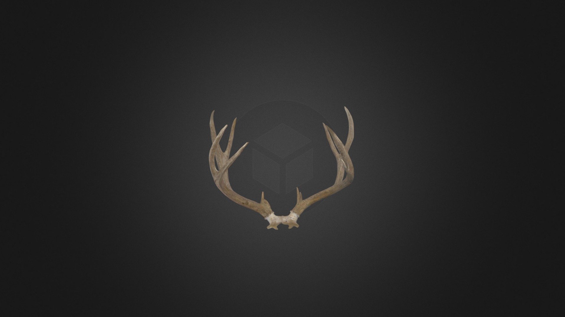 4 Point Mule Deer Buck - 3D Model By PeakReplicas [af9a258] - Sketchfab