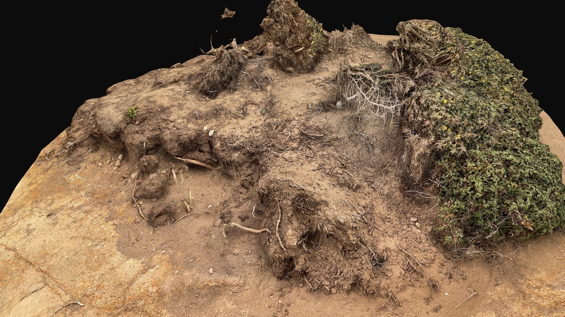 Cabo Da Roca Dirt & Roots (Scaniverse) - Download Free 3D model by JFN ...