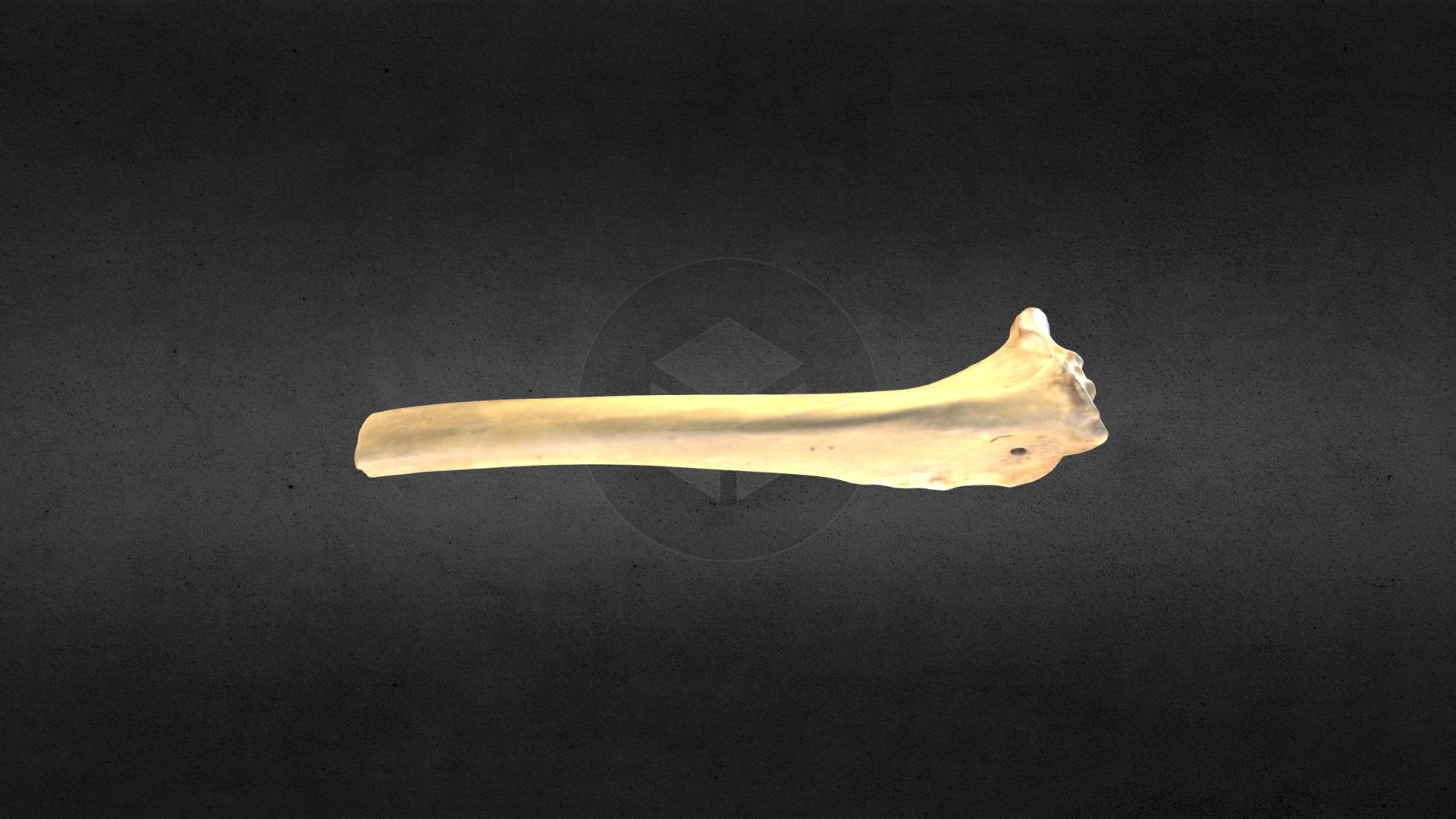 MSCC089 Canis latrans Left Tibia