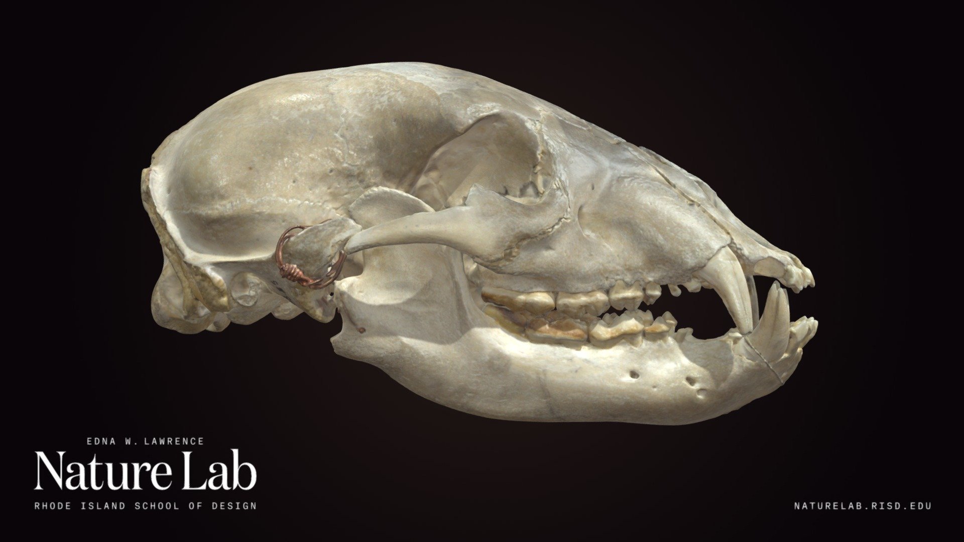 Black Bear Skull