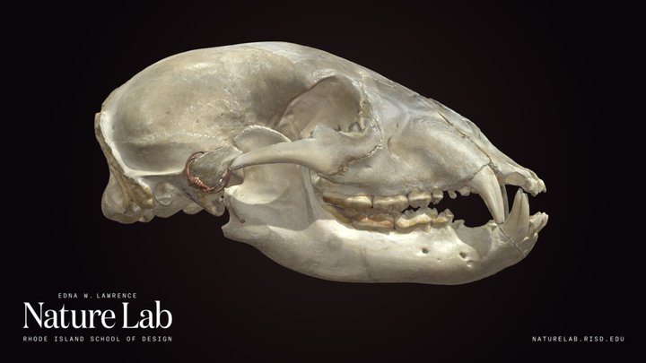 Black Bear Skull – Free 3D Model STL