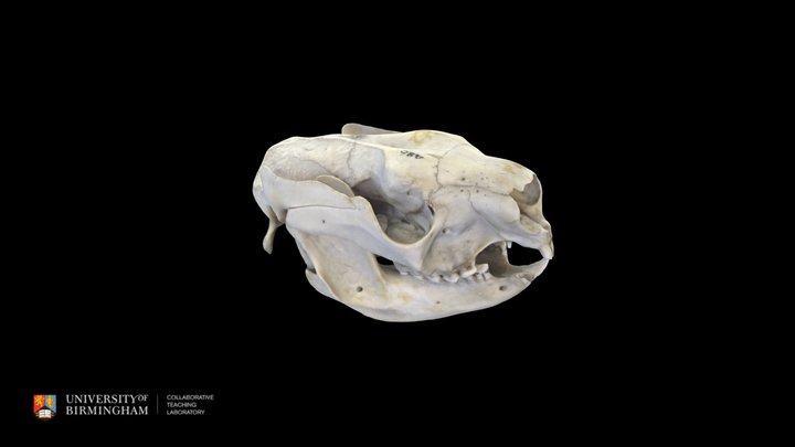 Koala Skull 3D Model