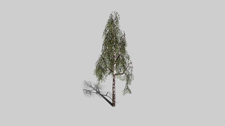 silver birch - 3D model by Jamlu69 [74450e8] - Sketchfab