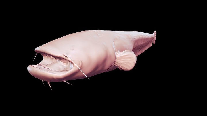 Catfish test 3D Model