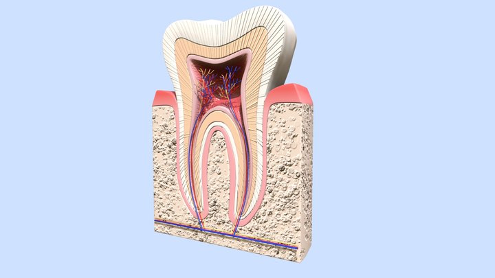 Human Tooth Anatomy 3D Model