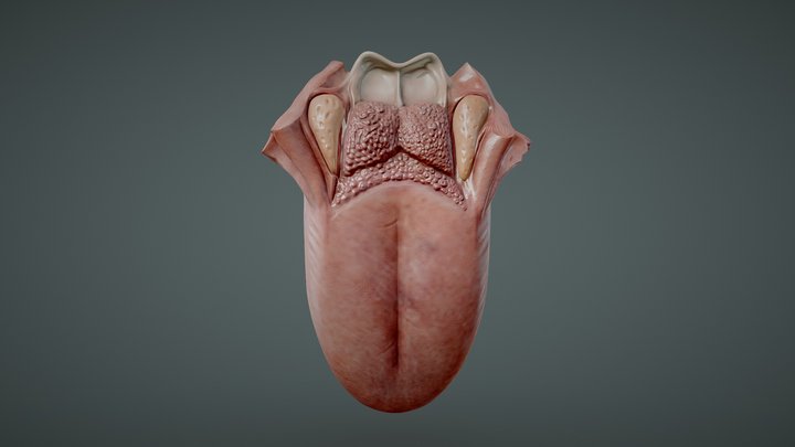Tongue Anatomy (Dorsum of tongue) 3D Model