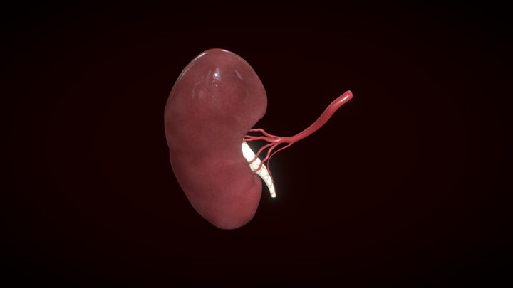 Right kidney with arterial supply 3D Model