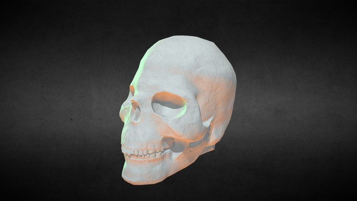 Plaster skull 3D Model