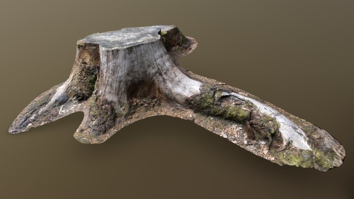 Tree stump - cutted trunk scan