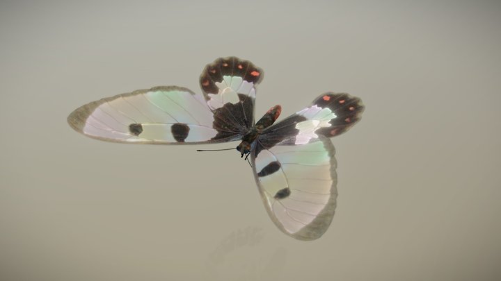 Clearwing swallowtail (male) – Gratis 3D-model STL