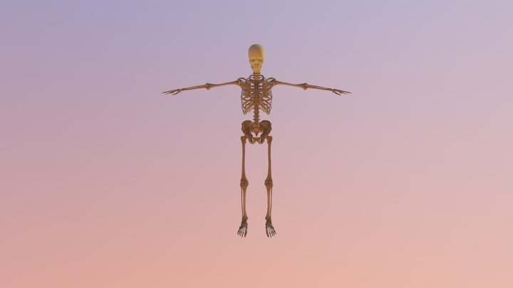 Esqueleto Humano 3D Model