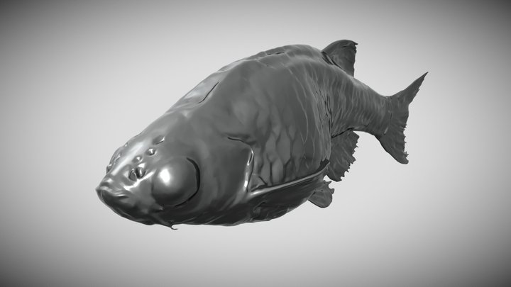 Zebrafish | Female Adult 3D Model