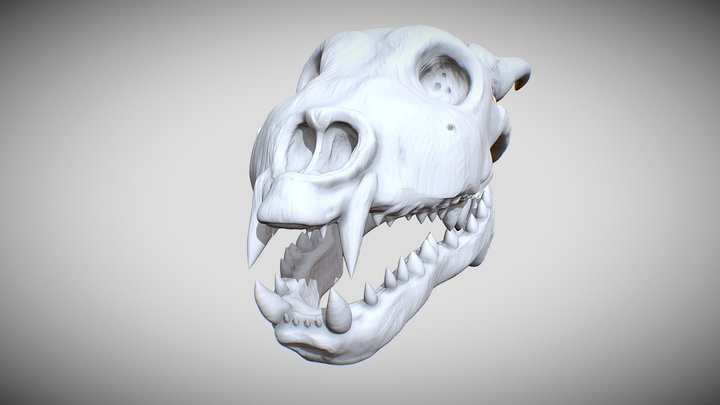 Dragon Skull Sculpt 3D Model