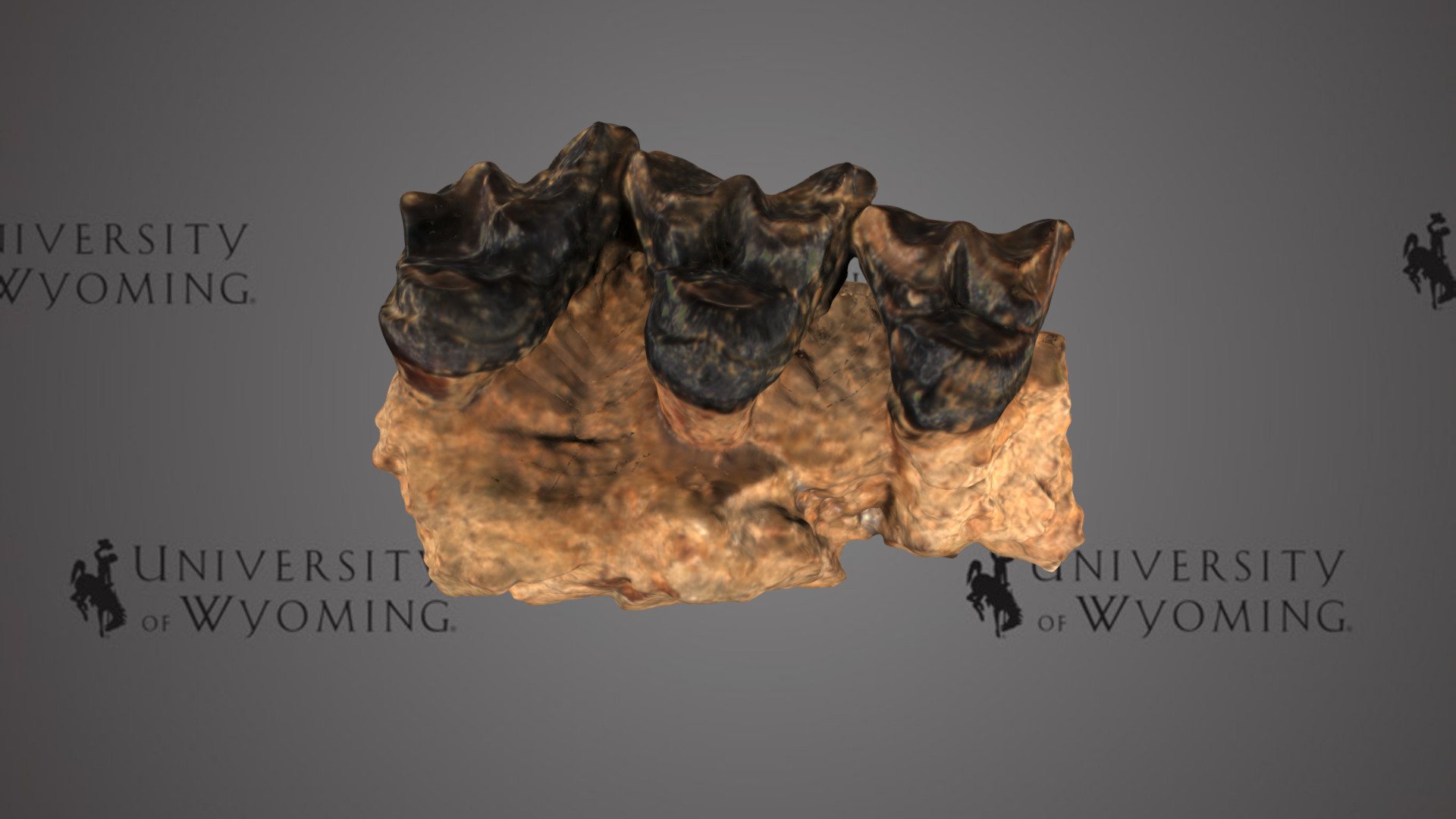 UW1093 - Titanoides primaevus, Maxilla - Download Free 3D model by ...