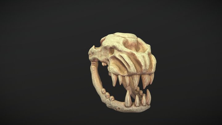 Cheetahskull 3D models - Sketchfab