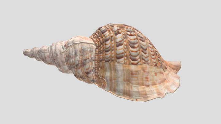 ホラガイ / Triton's trumpet 3D Model