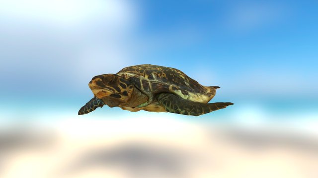 Tortuga marina 3D Model