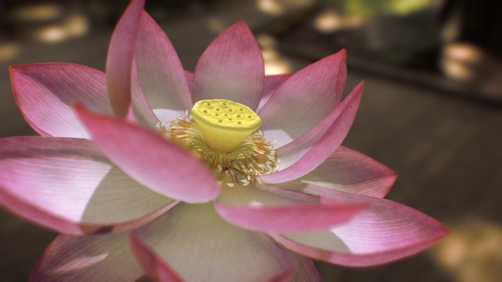 Lotus Flower 3D Model