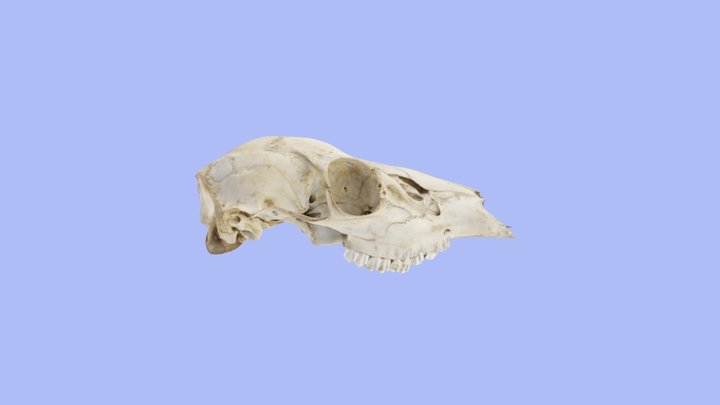 Deer Cranium 3D Model