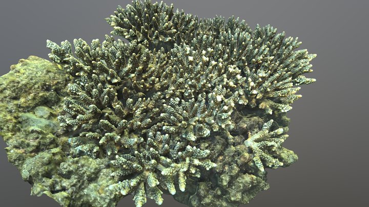Acropora – Free 3D Model STL