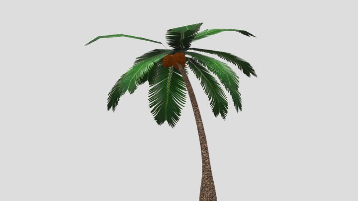 A Palm Tree 3D Model