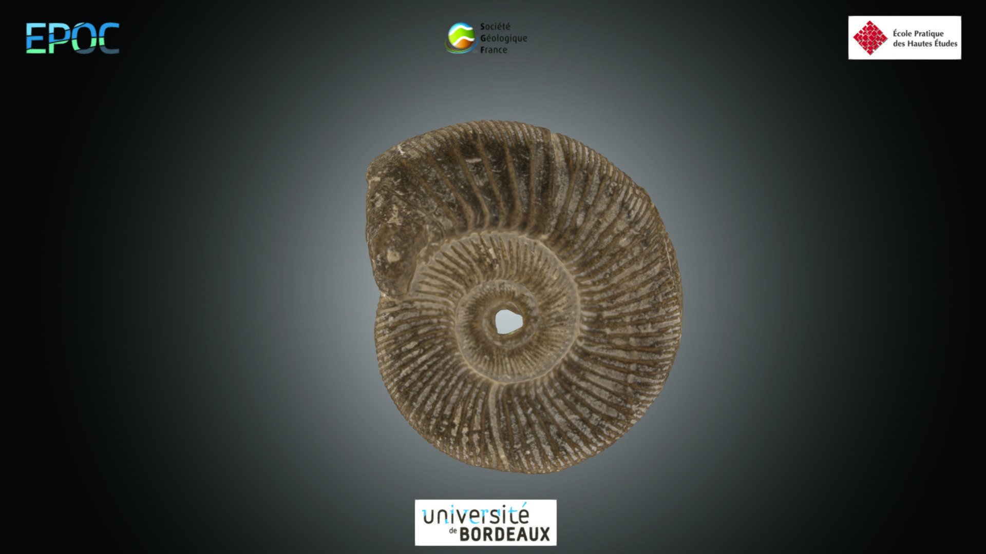 Ammonite - Perisphinctes sp.