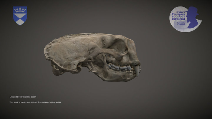 Sea otter skull – Kostenloses 3D-Modell STL
