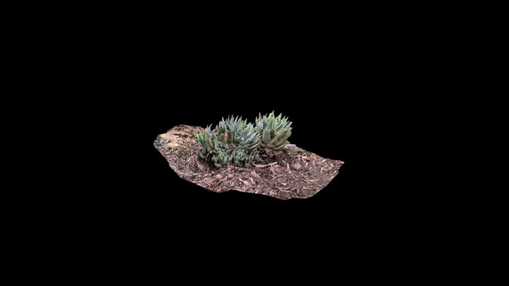 Aloe Brevifolia (raw photogrammetry scan) 3D Model