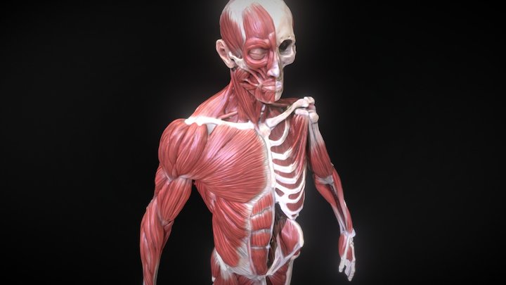 Tech Ecorche 3D Model