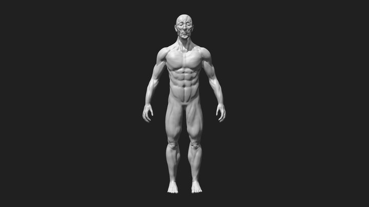 Anatomy Study - Male 3D Model