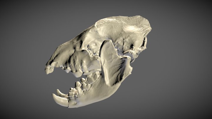 The extinct Cave Hyena 3D Model