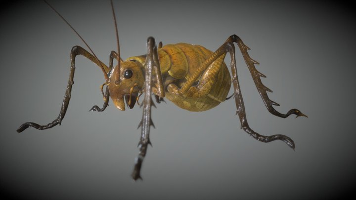 Wetapunga cricket 3D Model