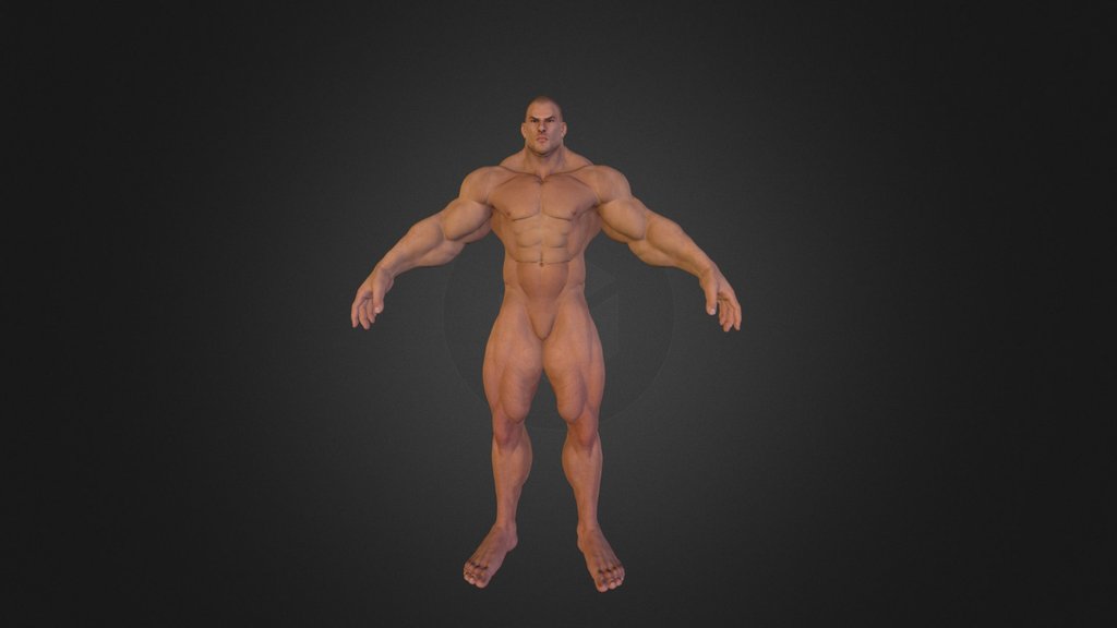 Muscle — A 3D model collection by ilya.abramovitch (@ilya.abramovitch ...