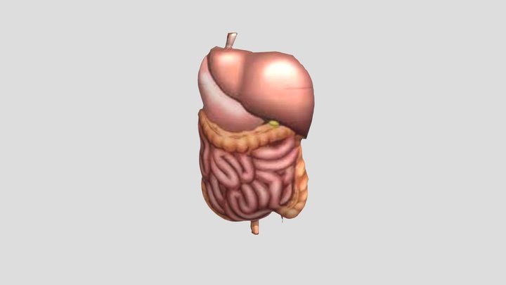 Organ Dalam - Latihan 3D Model