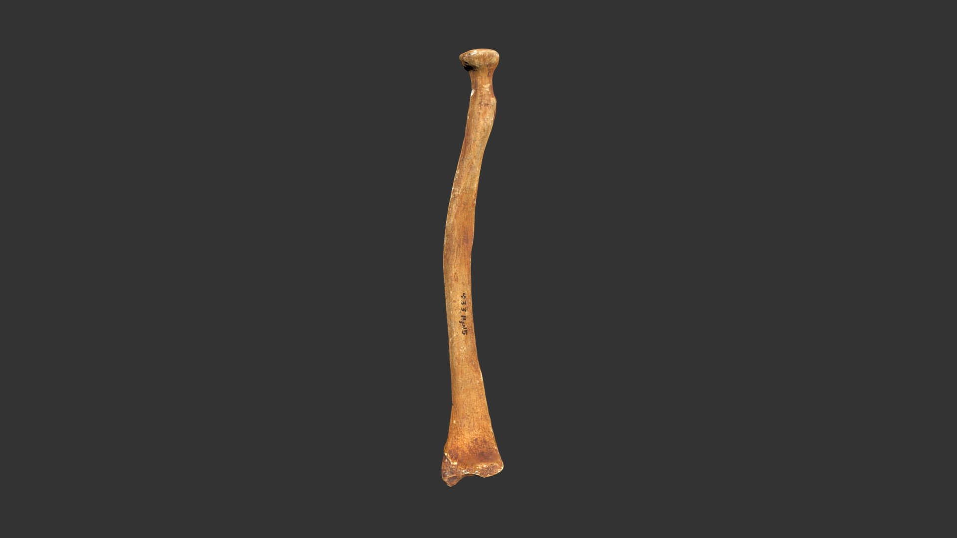 Homo neanderthalensis (Neanderthal 1) (433rp15)